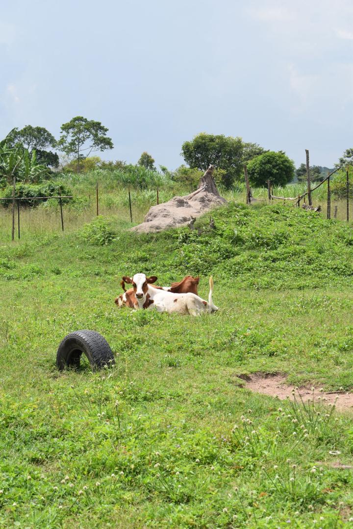 Building Sustainable Healthcare Financing Models